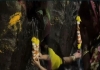 Miracle-tree-water-leak-pimpri-chinchwad