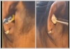 Snake-in-ear-viral-video