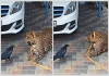 Crow-scares-jaguar-video