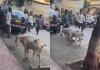 Unexpected-goat-attack-viral-video