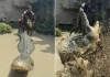 American-man-pulls-alligator-tail-viral-video-6CSPHW