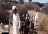 Dancing-goats-nachhi-breed-viral-video