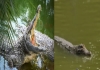 Crocodile-attack-boy-up