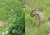Snake-dance-video-bihar-viral