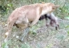 Newborn-attacked-by-street-dog-ariyalur