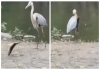 Crane-saves-fish-video-goes-viraltg