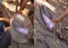 Python-swallows-farmer-indonesia-tragedy
