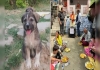 Dog-warns-and-saves-67-people-in-himachal-flot