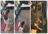 Shocking-video-woman-defecates-in-store-reception