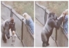 Gorilla-rescues-baby-emotional-viral-video