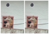 Monkey-on-electric-wires-funny-video-goes-viral