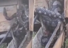 Giant-python-swallows-goats-viral-video