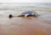 Dolphin-death-kodiyakarai-coast