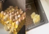 Natural-chicks-hatched-from-eggs-in-china