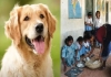 Midday-meal-rabies-vaccine-shock-chhattisgarh