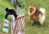 Pomeranian-dog-chases-bear-canada