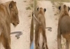 Lion-cobra-lizard-rare-wildlife-video