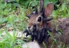 Horned-rabbits-discovered-colorado