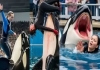 Orca-trainer-ai-fake-video