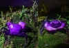 Rare-royal-crab-thailand