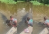 Louisiana-man-kisses-alligator