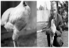 Miracle-mike-headless-chicken-america-story