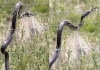 Snake-electric-fence-viral-video