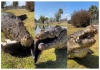 Crocodile-attack-viral-video-shocking-hunt