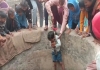 Bihar-east-champaran-goat-rescue-boy-risk-viral-video