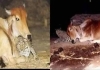 Leopard-visits-cow-every-night-gujarat-emotional-story