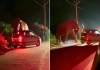 Elephant-attack-midnight-highway-viral-video