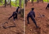 Youth-plays-with-king-cobra-viral-video