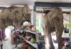Wild-elephant-enters-thailand-shop-eats-snacks-video-vi