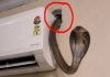 Gujarat-valsad-ac-three-snakes-shock