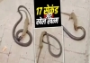 Mongoose-cobra-fight-video-goes-viral