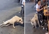 Dog-fake-limp-food-viral-video