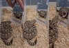 Snake-reaction-to-mirror-viral-video