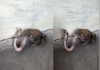 Frog-swallows-small-snake-viral-video