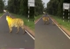 Tadoba-tigress-cubs-road-crossing-viral-video