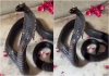 Viral-nagamani-snake-video-fact-check