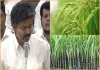 Tn-paddy-sugarcane-incentive-hike-farmers