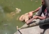 Papua-new-guinea-crocodile-attack-worker-dies