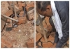 Cobra-rescued-from-being-killed-video-goes-viral