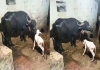 Black-buffalo-gives-birth-white-calf-karnataka