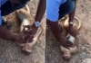 Monkey Saved by man Old Video Now Trending 