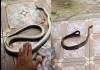 Snake-plays-dead-viral-video