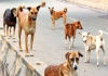 47-peoples-died-by-rabies-dog-attack