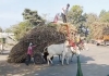 Animal-cruelty-bullock-cart-video-x