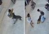 Bitpul-dog-baby-in-haryana