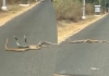 Snake-dance-goes-viral-in-internet